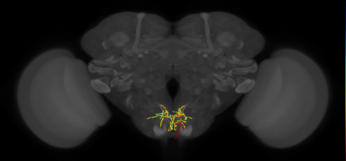 AN19A018(14113)_R (MaleCNS:14113)