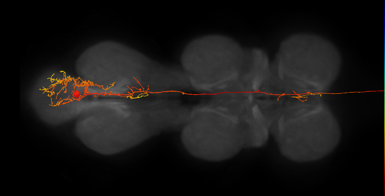 AN19A018_R (MaleCNS:46961)