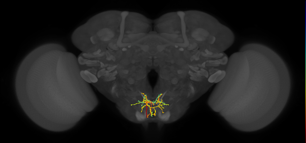 AN19A018(14113)_L (MaleCNS:14973)