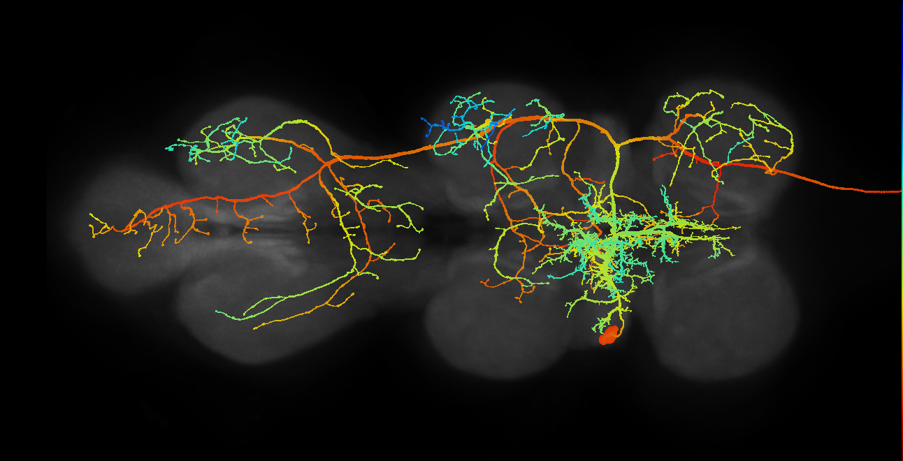 NB6-2 lineage primary neuron