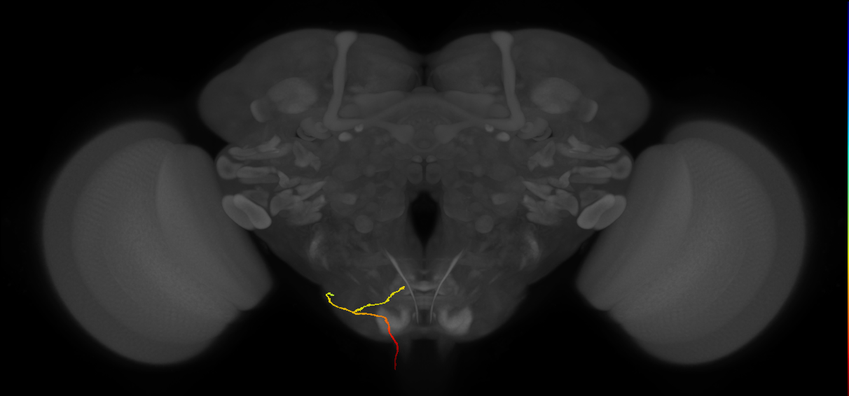 AN19B004_R (MaleCNS:43436)