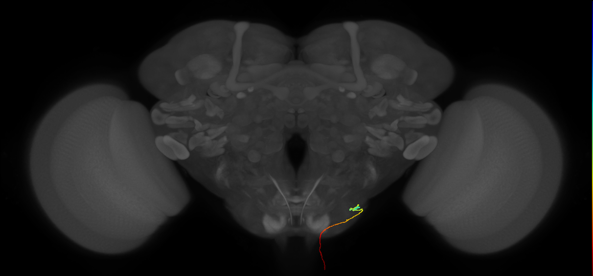 AN19B009_L (MaleCNS:58609)