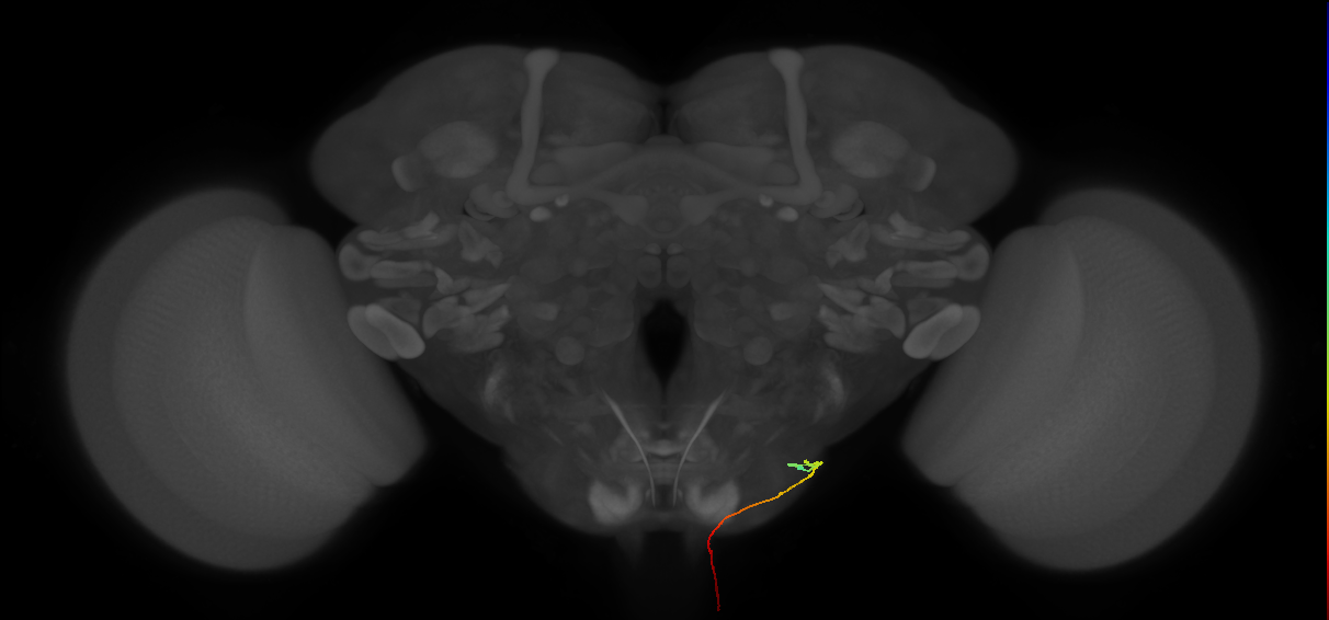 AN19B009_L (MaleCNS:45501)