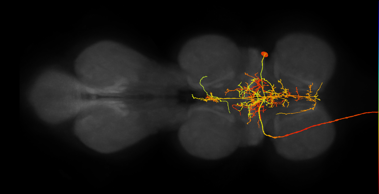 AN19B019(hb706176085)_R (MaleCNS:10434)