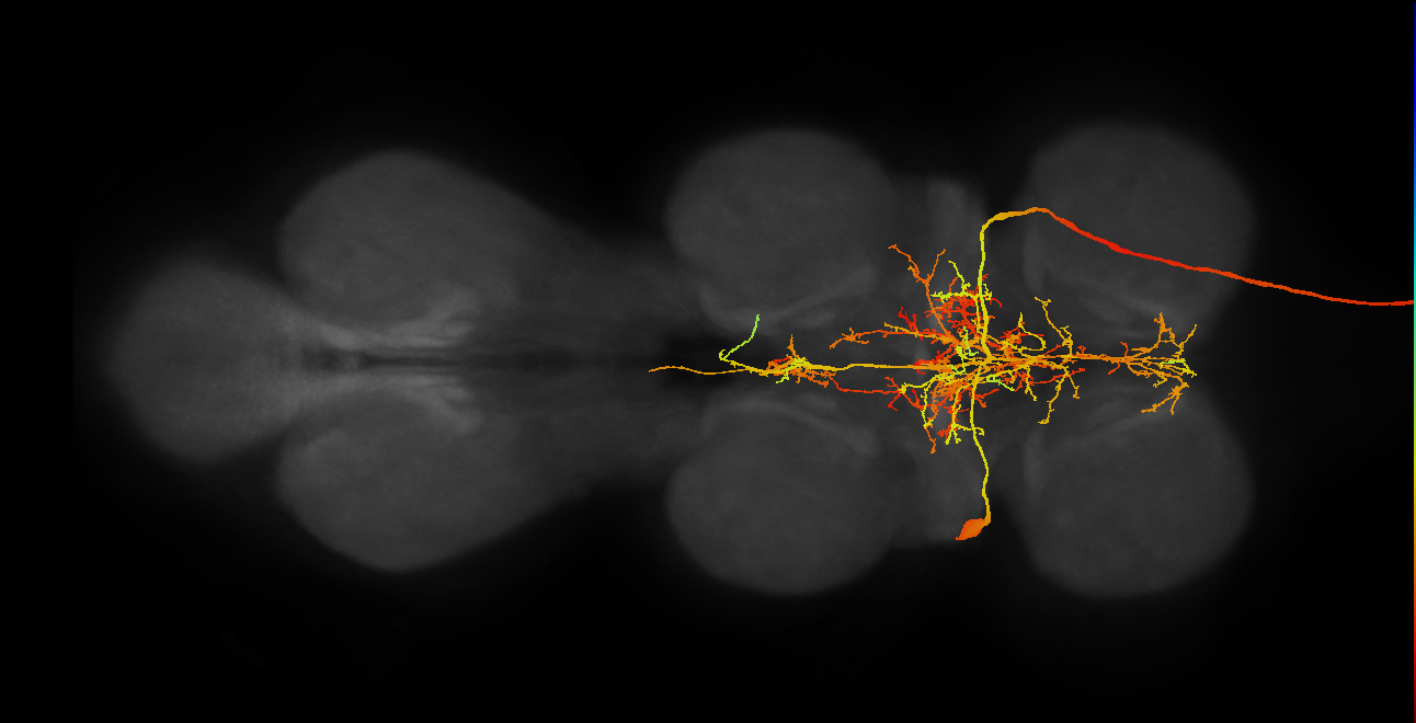 AN19B019(hb706176085)_L (MaleCNS:536207)