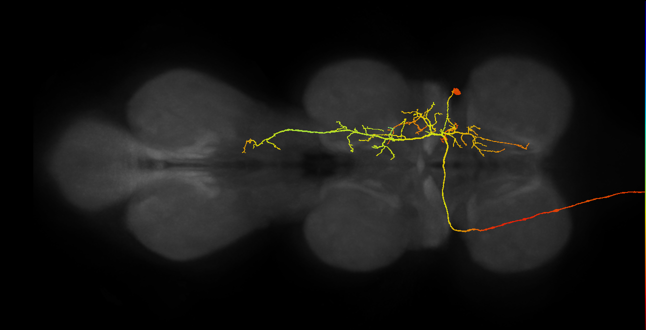 hemilineage 19B secondary neuron