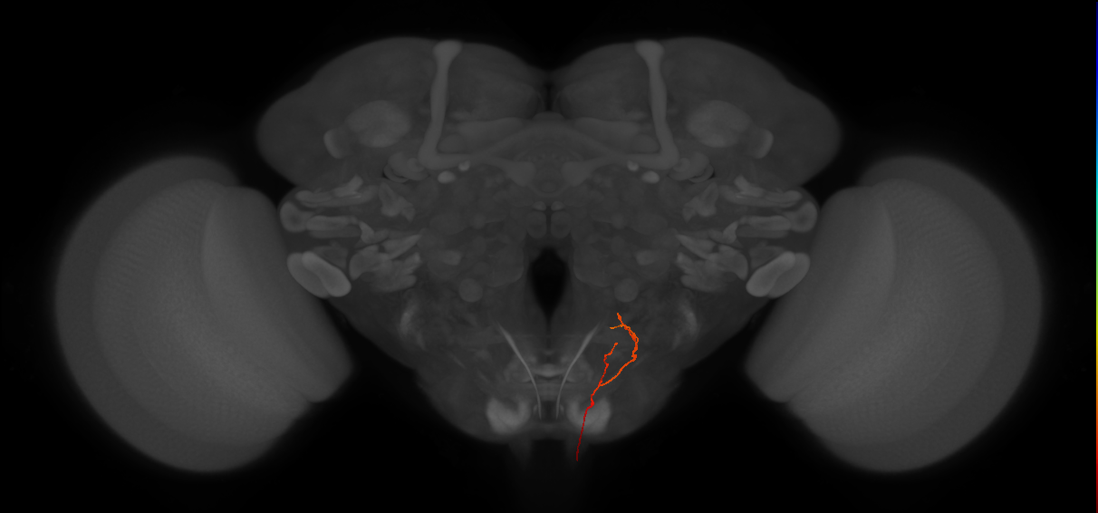 AN19B059_L (MaleCNS:91538)