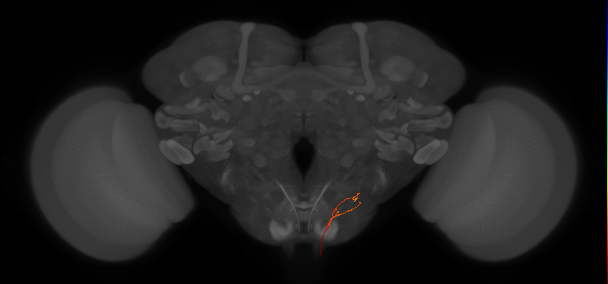 AN19B060_L (MaleCNS:81566)