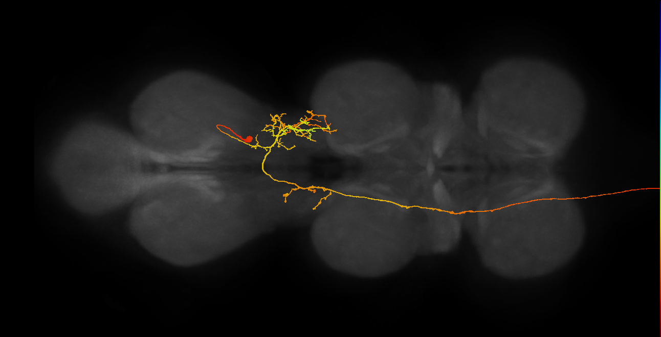 AN19B093_R (MaleCNS:101146)