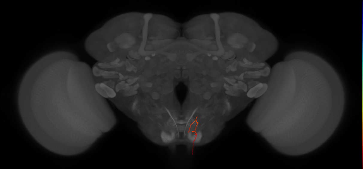 AN19B099_L (MaleCNS:166468)