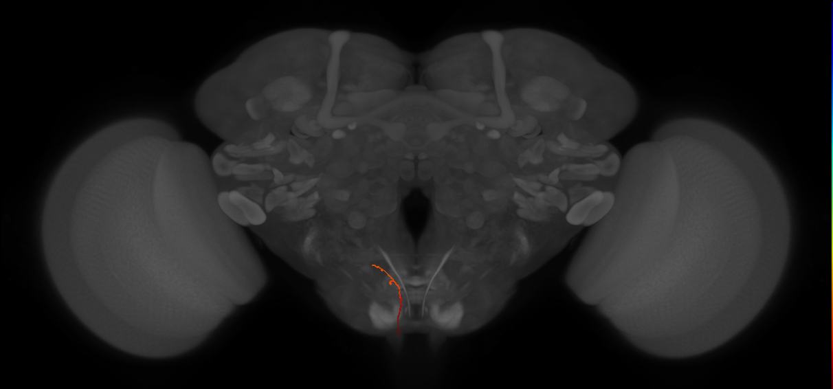 AN19B101_R (MaleCNS:223886)