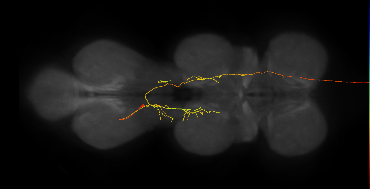 AN19B104_L (MaleCNS:224051)