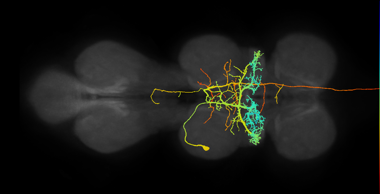 NB7-4 lineage primary neuron