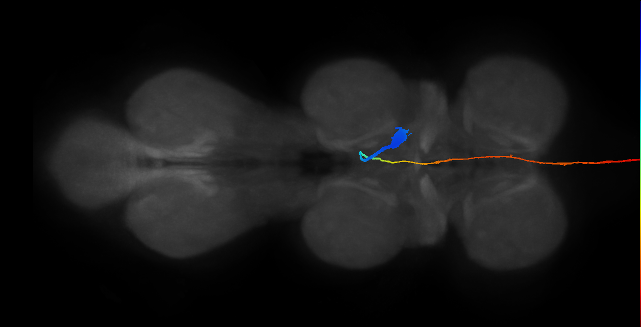 adult serotonergic T2 neuron