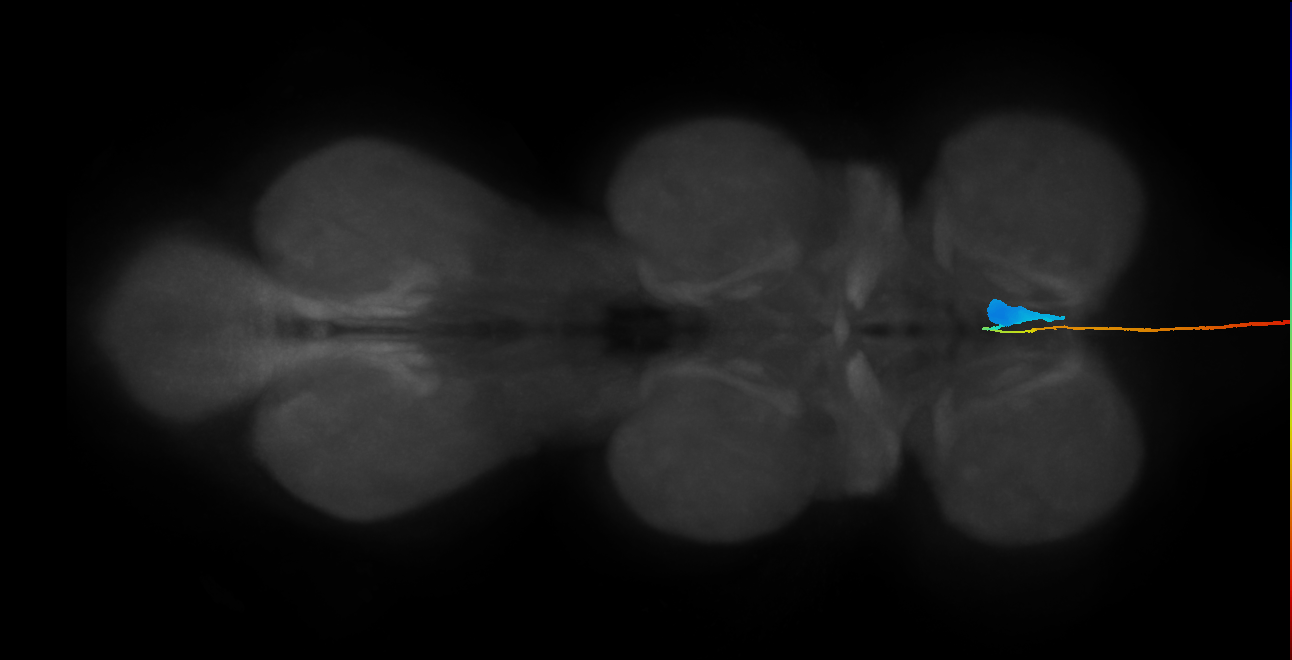 serotonergic T1 neuron