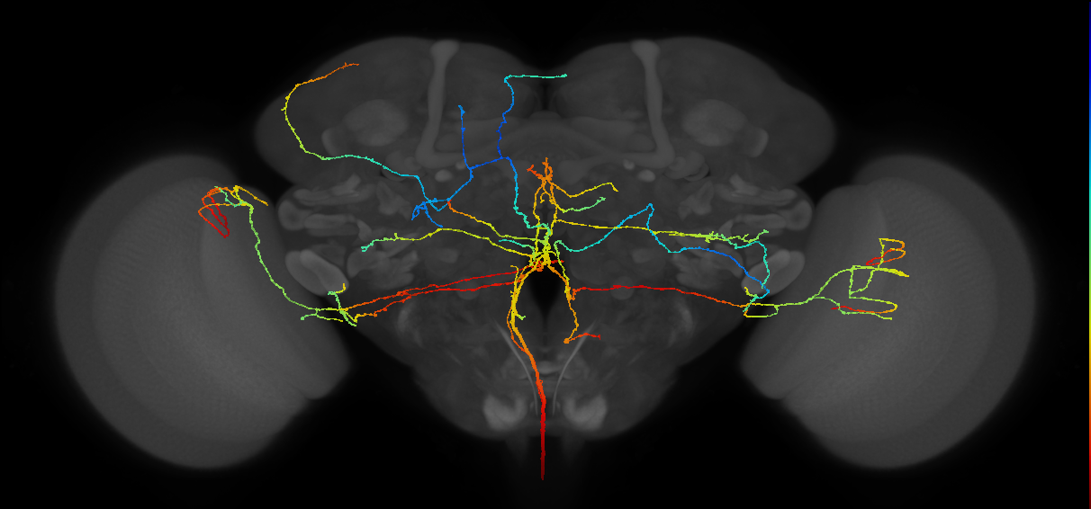 serotonergic T1 neuron