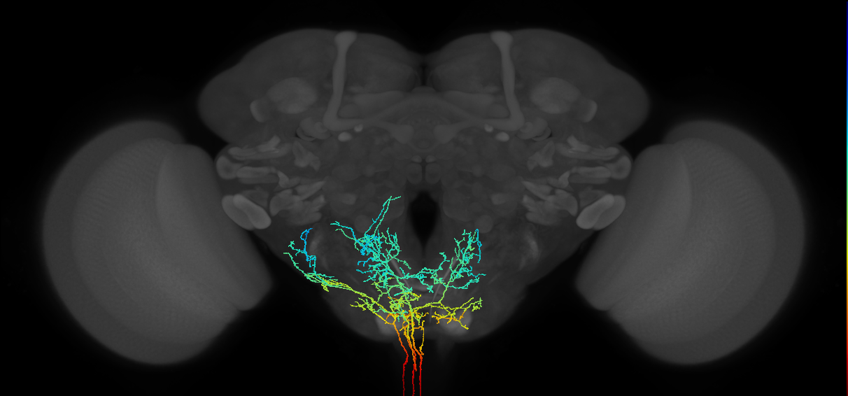 serotonergic T1 neuron