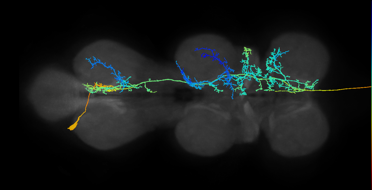 ANXXX027(14994)_L (MaleCNS:523539)