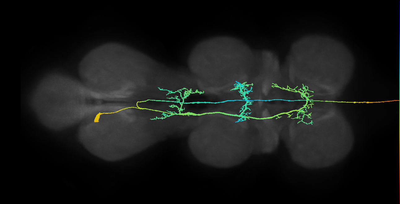 ANXXX098(14502)(hb2034132170)_L (MaleCNS:14502)