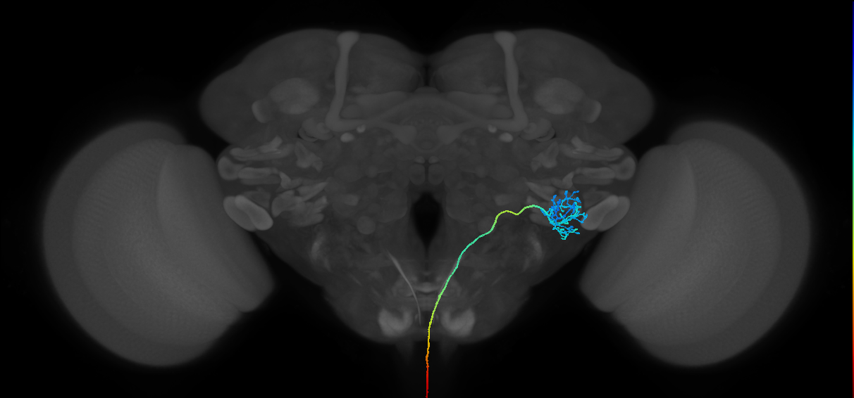 ANXXX098(16336)_L (MaleCNS:16336)