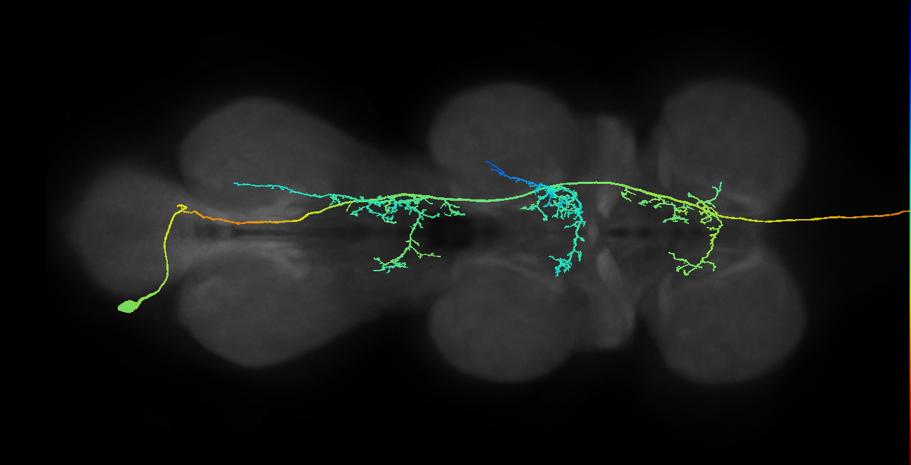 ANXXX120_b(hb2135362321)_L (MaleCNS:12897)