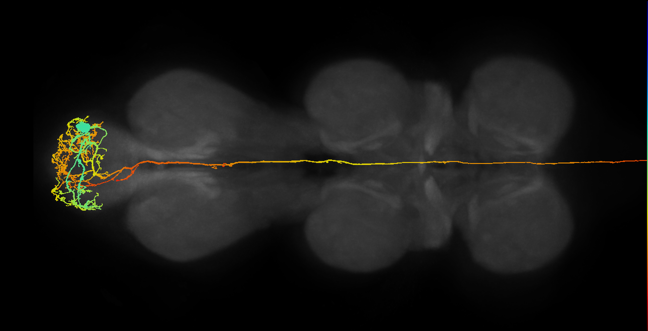 ANXXX150_R (MaleCNS:513531)