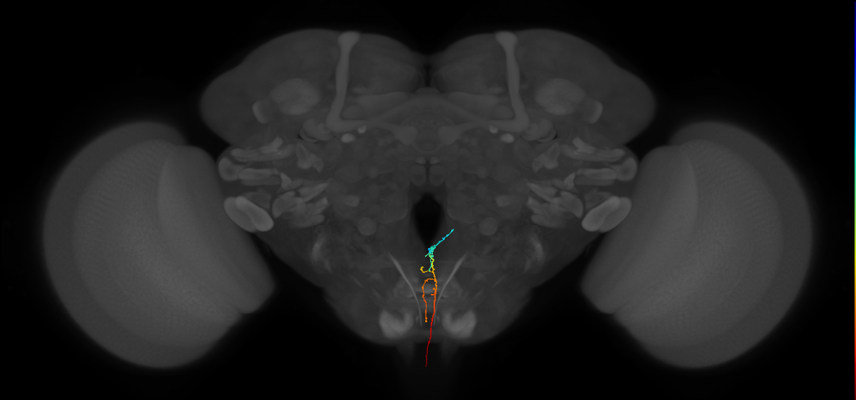 ANXXX169_R (MaleCNS:109626)