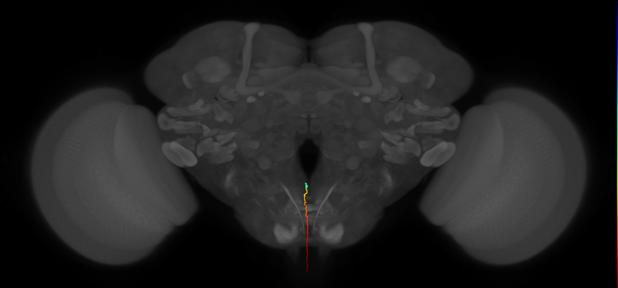 ANXXX169_L (MaleCNS:165035)