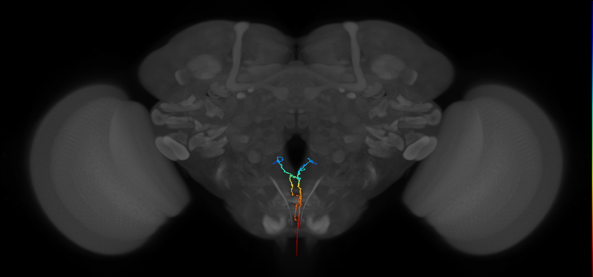 ANXXX169_R (MaleCNS:515775)