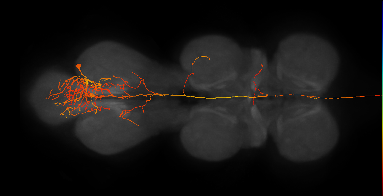 ANXXX169_R (MaleCNS:515775)