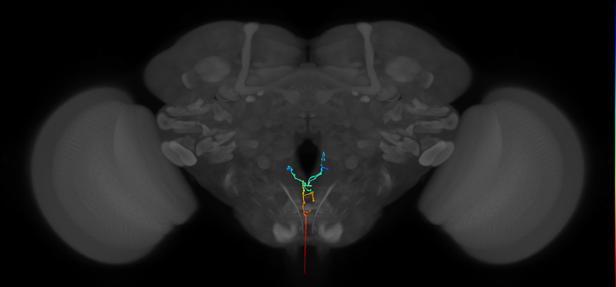 ANXXX169_L (MaleCNS:54774)