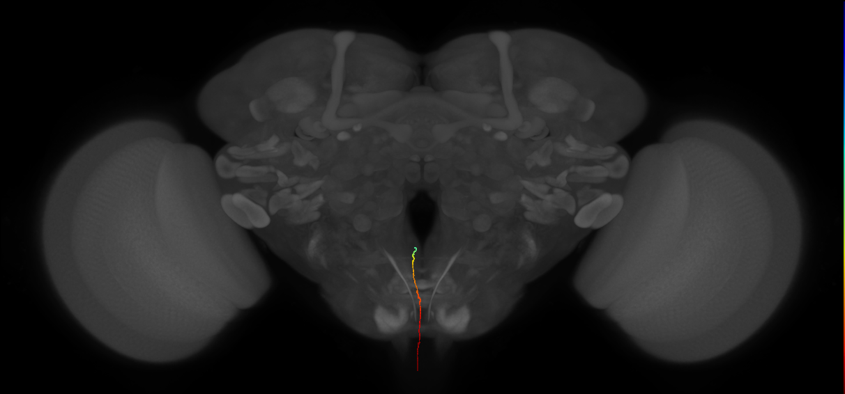 ANXXX169_L (MaleCNS:165664)