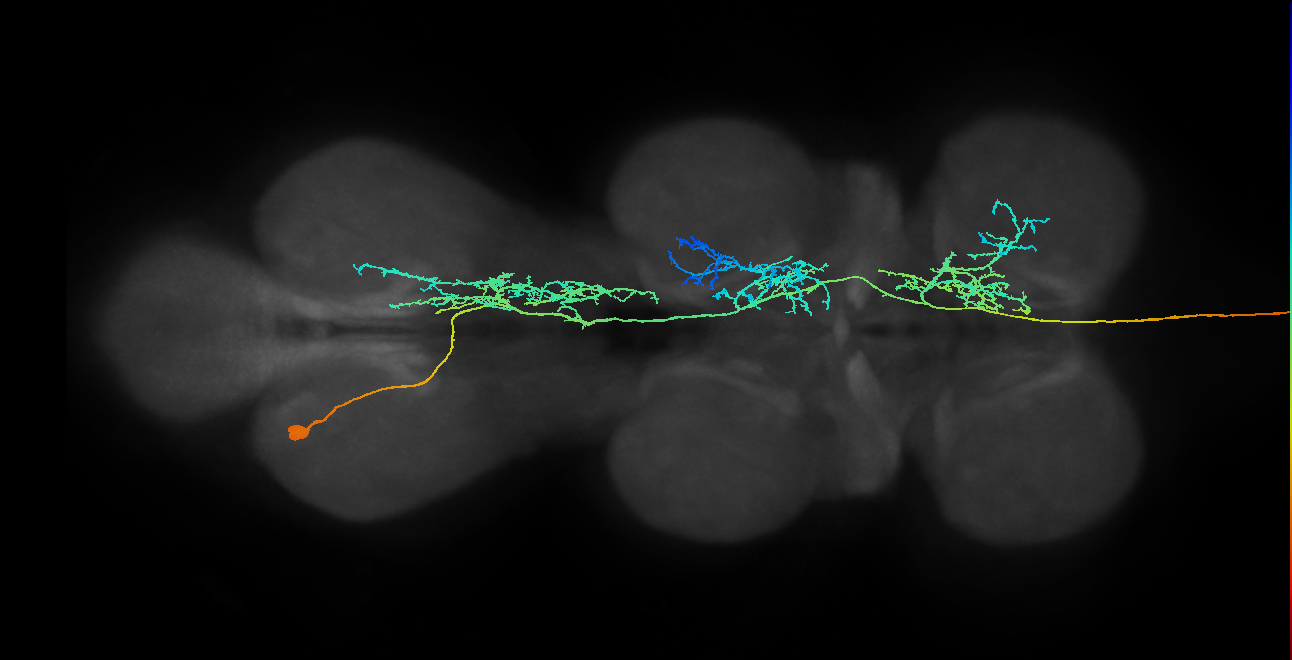 ANXXX174(hb1978499214)_L (MaleCNS:21050)