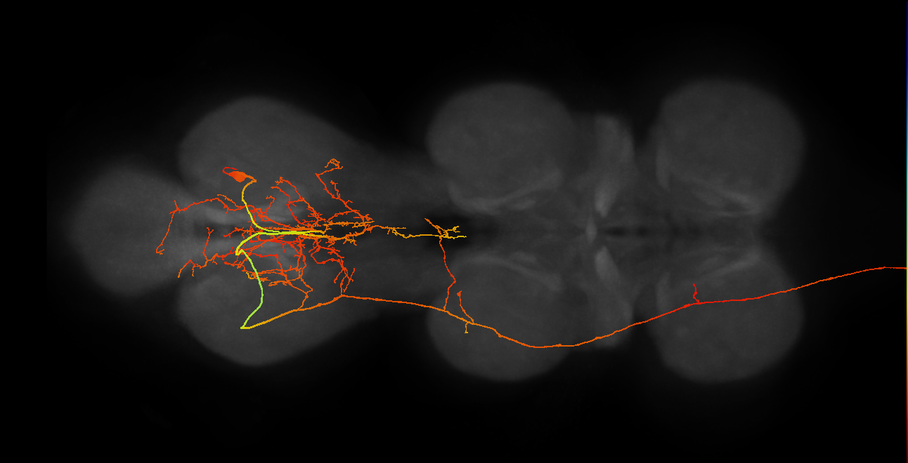 ANXXX214_R (MaleCNS:49243)