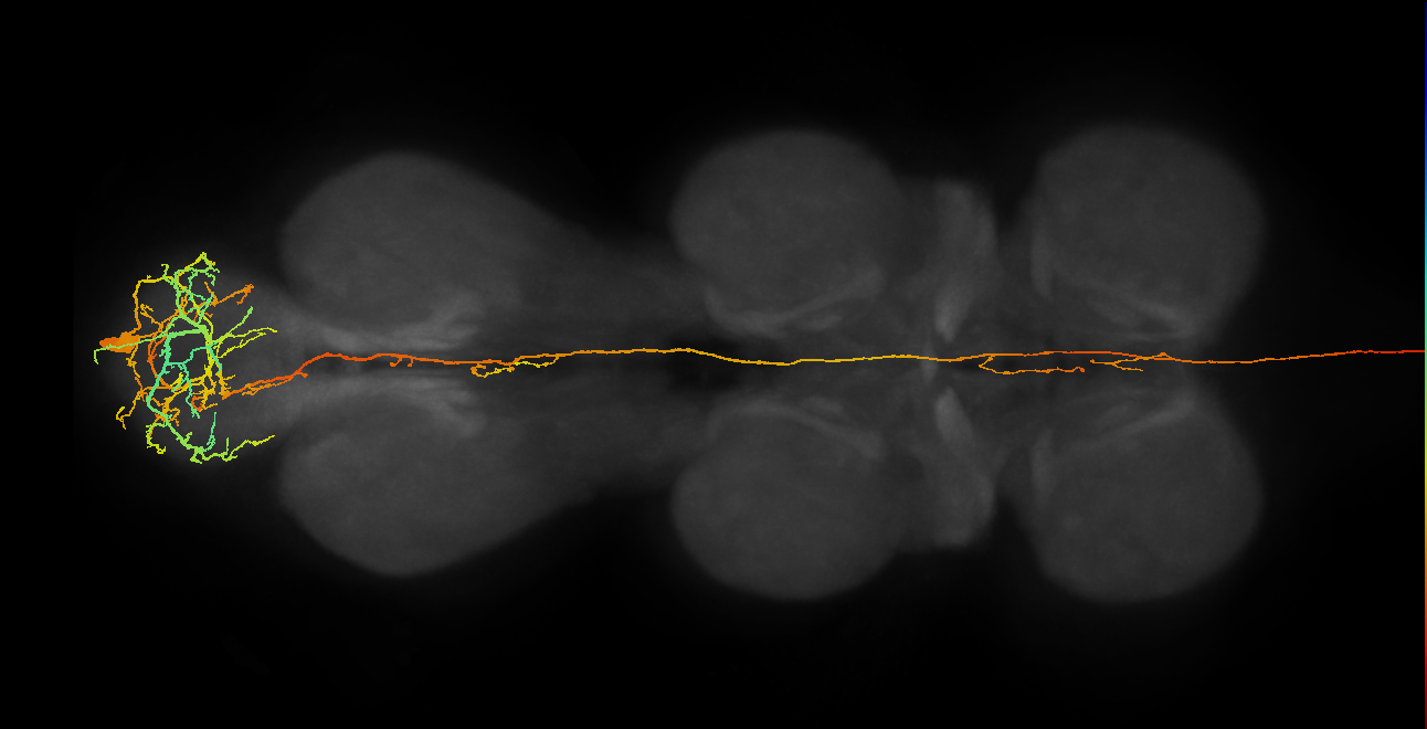 ANXXX254_R (MaleCNS:39537)