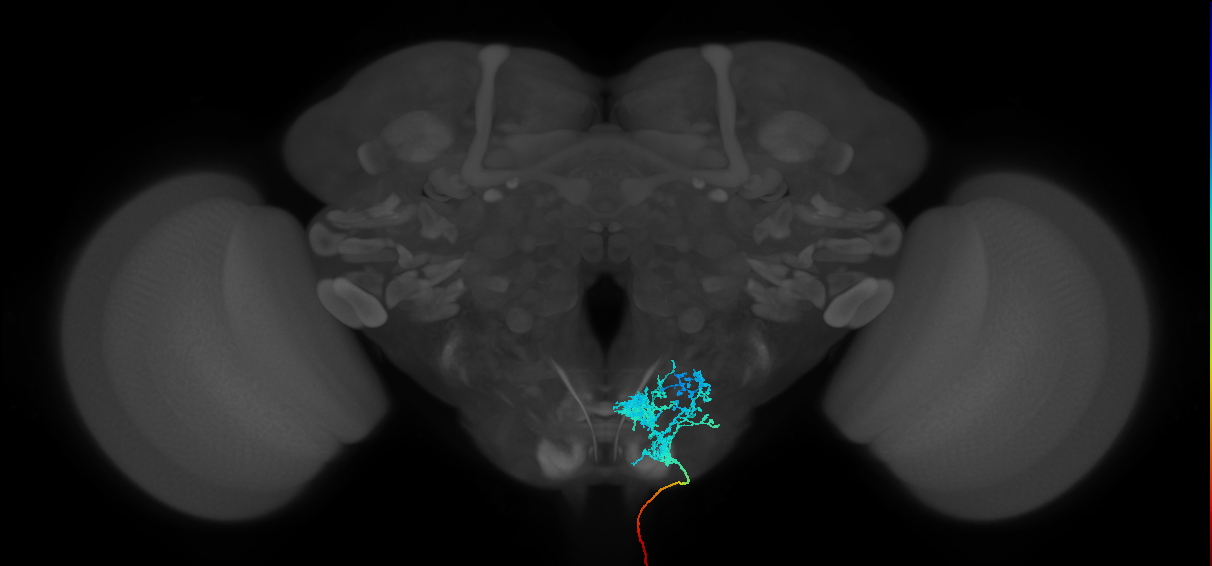 adult clavicle subesophageal neuron