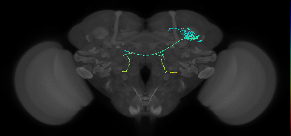 DALcl2 Notch OFF hemilineage neuron