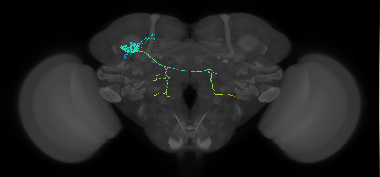 AOTU003_L (MaleCNS:35400)