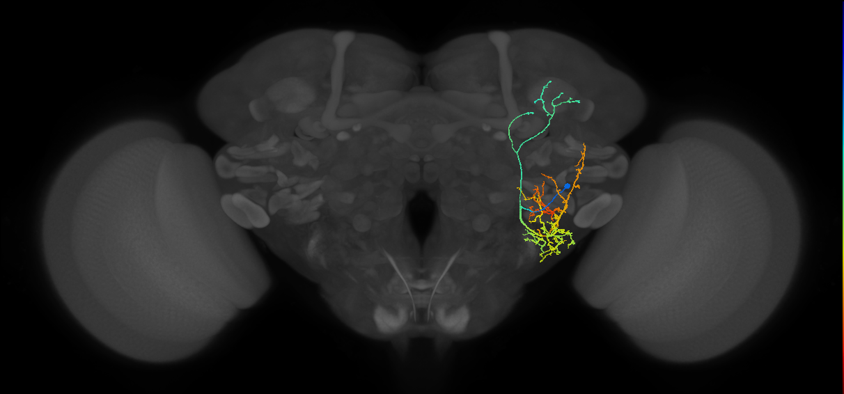 adult CNS neuron