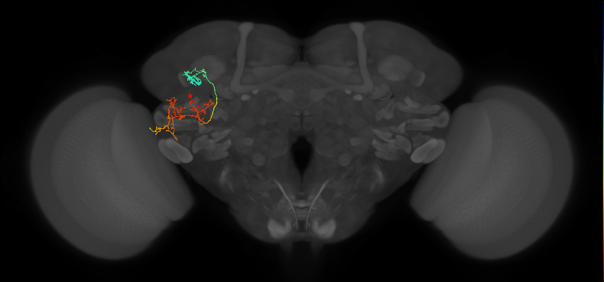 supraesophageal ganglion neuron
