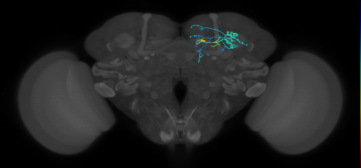 adult AOTUv1 lineage neuron