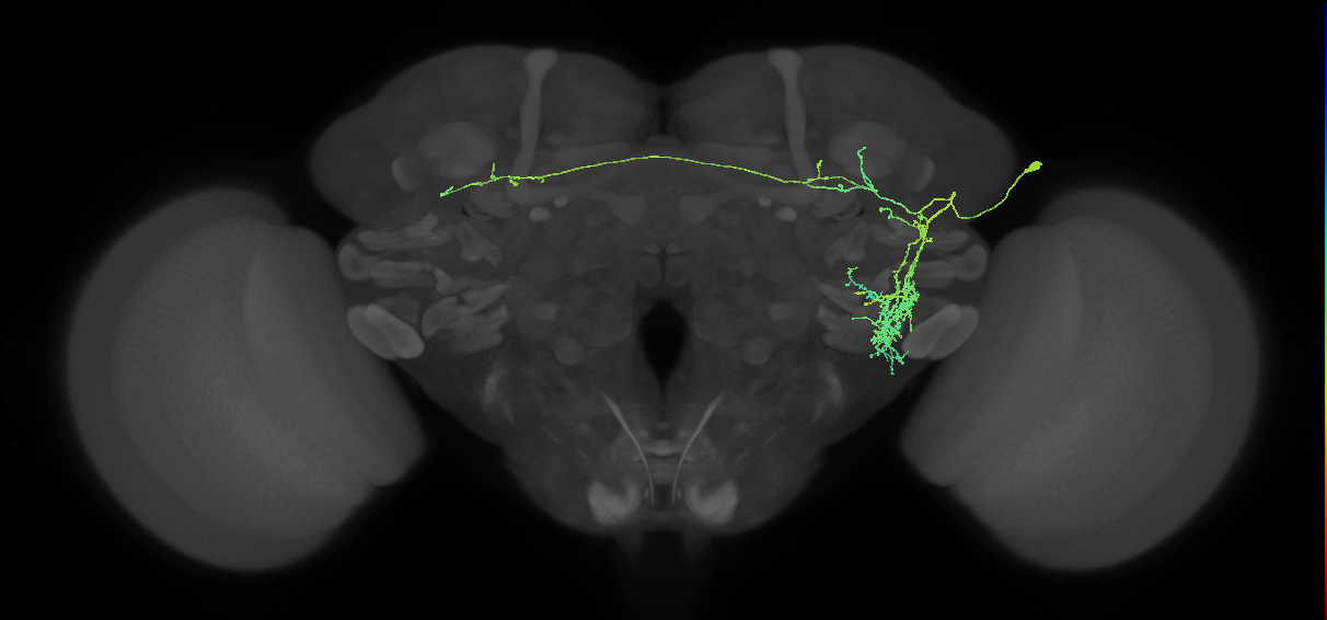 adult fruitless aSP-k (male) neuron