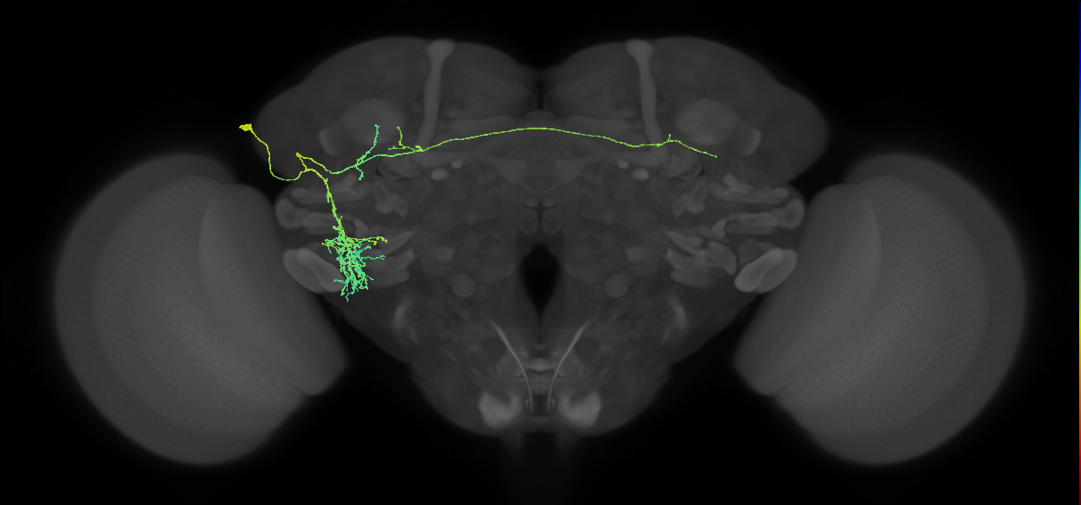 adult fruitless aSP-k (male) neuron