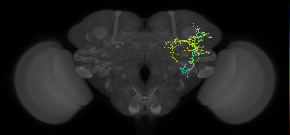 adult VLPd1 lineage neuron