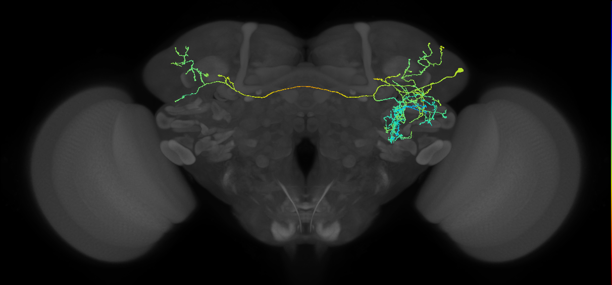 adult LHl2 lineage neuron