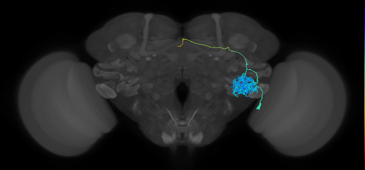 supraesophageal ganglion neuron