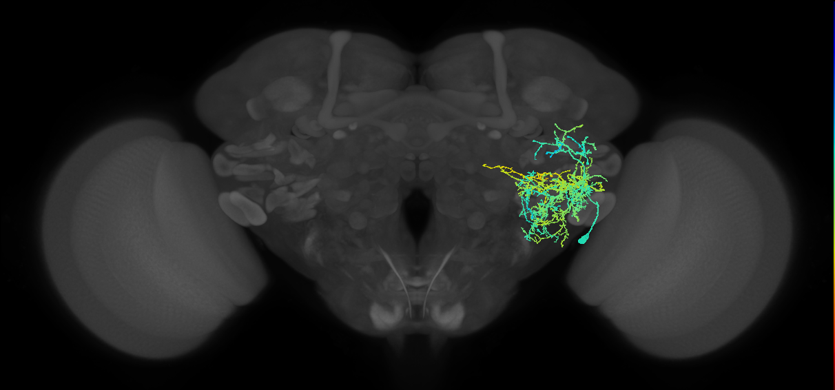 supraesophageal ganglion neuron