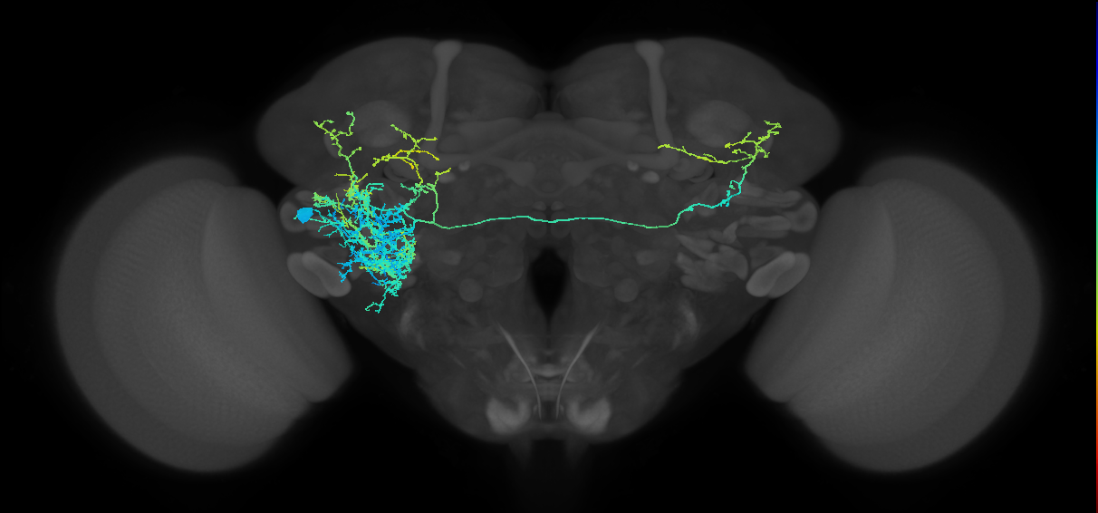 AVLP156