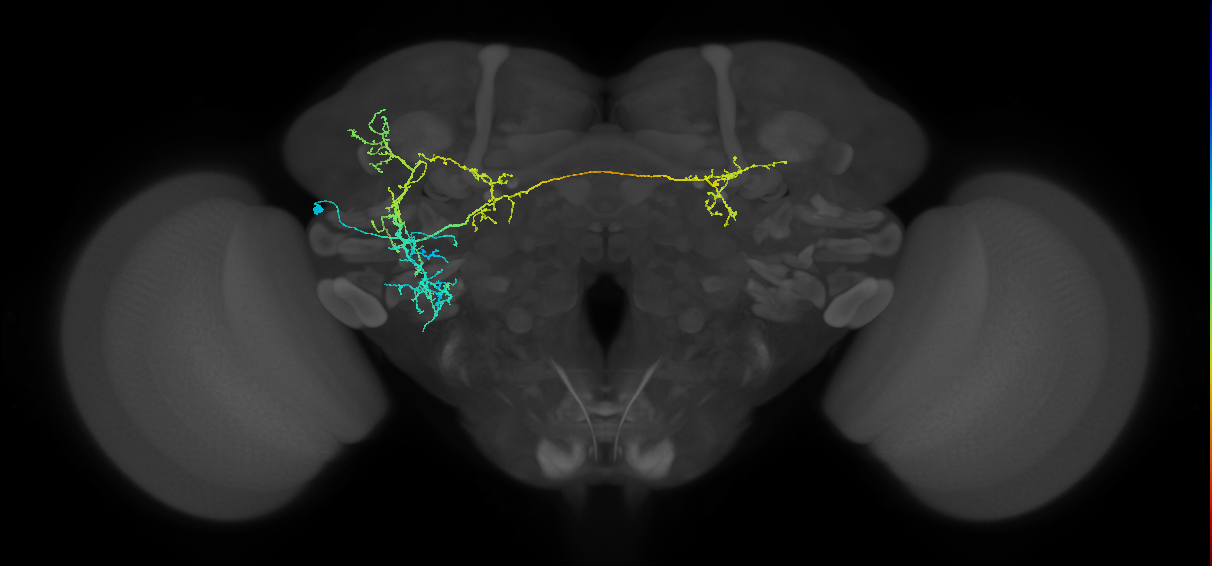 adult VLPl2 lineage neuron