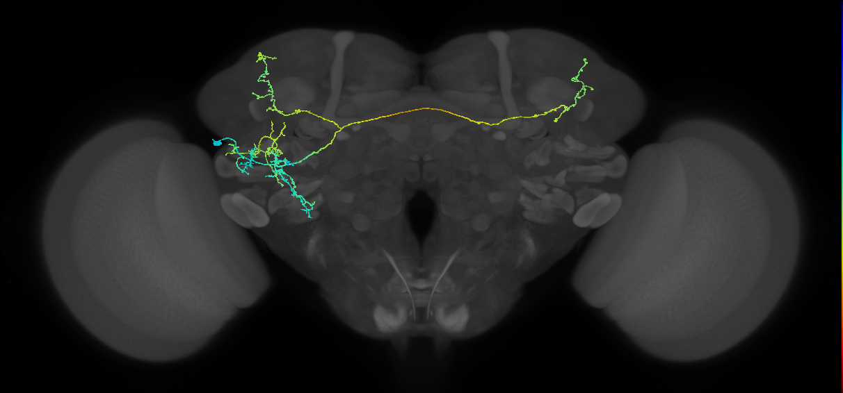 AVLP191_L (MaleCNS:580544)